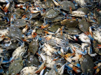 Blue crabs | Free Photo - rawpixel
