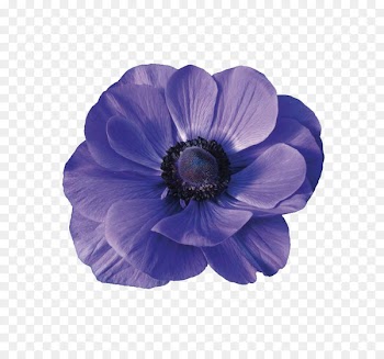 Blue, Cut Flowers, Flower, Petal PNG