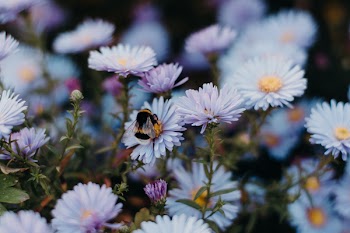 Blue Daisy Flowers