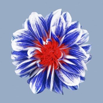 Blue decorative dahlia, flower collage | Free PSD - rawpixel