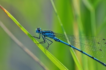 Blue Dragon Fly