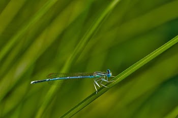 Blue Dragonfly