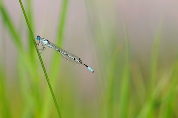 Blue Dragonfly