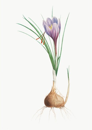 Blue Dutch iris flower | Free stock vector - 573895