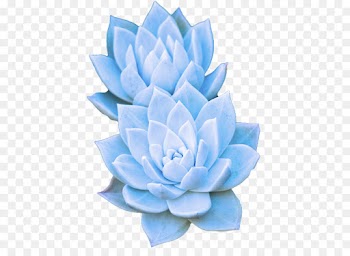 blue echeveria flower plant petal