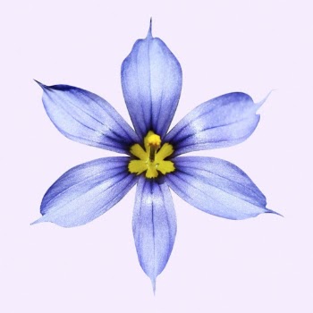 Blue-eyed grass flower clipart psd | Free PSD - rawpixel