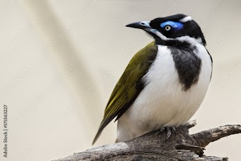 Blue-faced Honeyeater