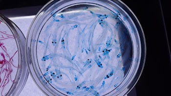 Blue Fish in Petri Dish