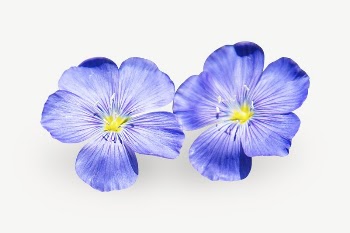 Blue flax flower collage element | Free PSD - rawpixel