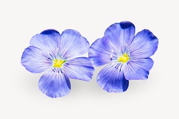 Blue flax flower isolated design | Free Photo - rawpixel