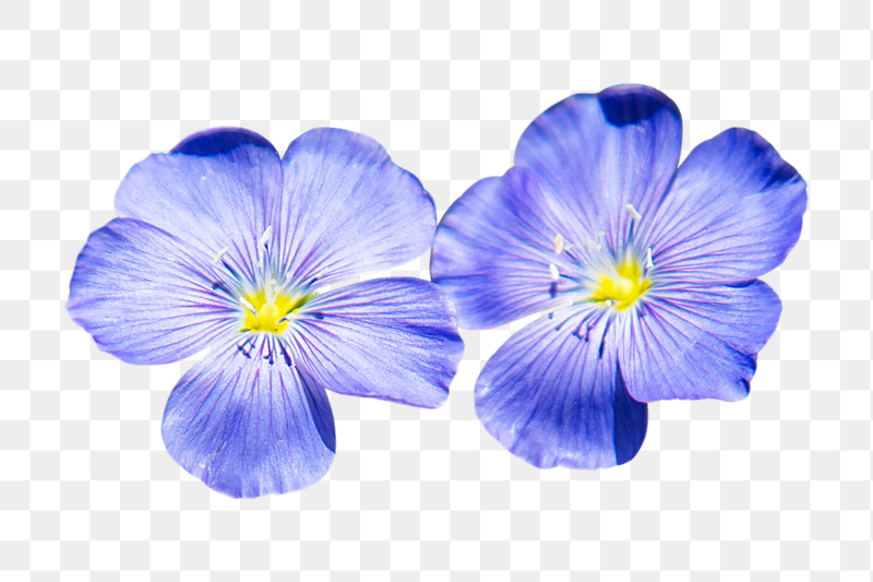 Blue flax flower png sticker, | Free PNG - rawpixel