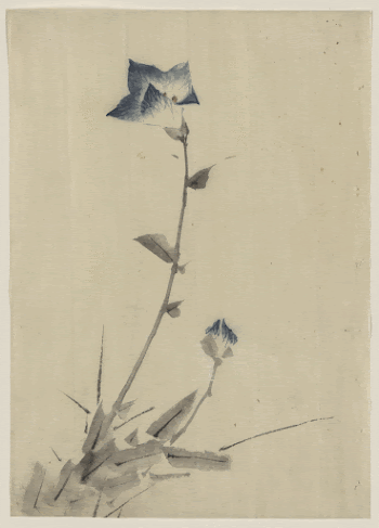 [Blue flower blossom and bud | Free Photo - rawpixel