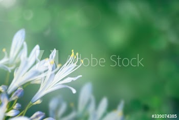 Blue flower in the wild