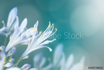 Blue flower in the wild