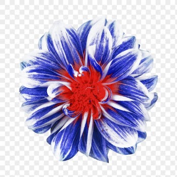 Blue flower png, decorative dahlia | Free PNG - rawpixel