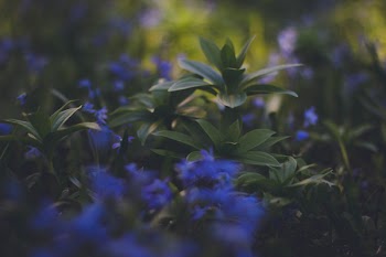 Blue Flowering Green Plaant