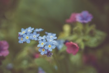 Blue Flowers