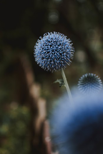 Blue Flowers Blooming