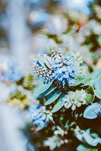 Blue Flowers in Bloom