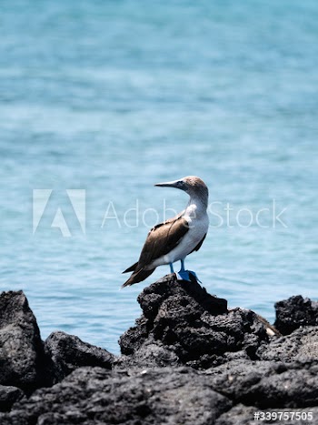 Blue-footed Booby bird