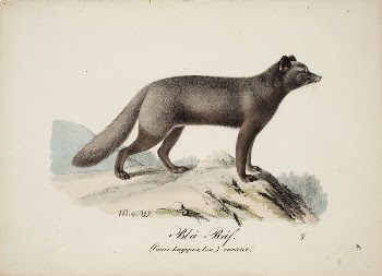 Blue fox, 1829, Magnus Von | Free Photo - rawpixel