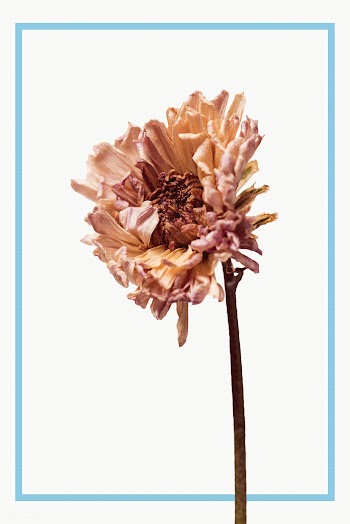 Blue frame with a dried chrysanthemum flower | Free  transparent png - 2341314
