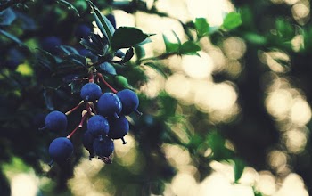 Blue Fruits
