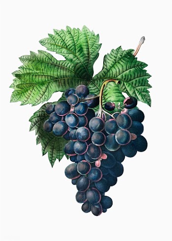 Blue grape cluster | Free stock vector - 569610