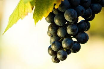 blue grapes in the vineyard
