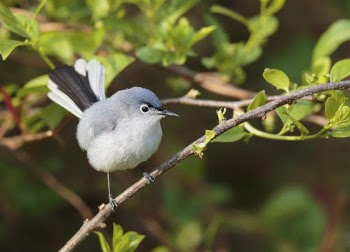 Blue-gray gnatcatcher bird. Free public | Free Photo - rawpixel