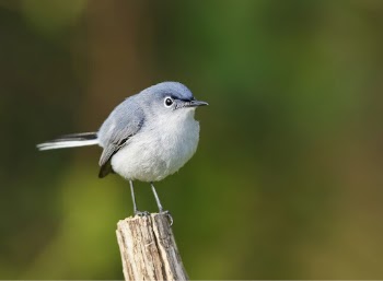 Blue-gray gnatcatcher bird. Free public | Free Photo - rawpixel