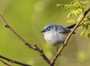 Blue-gray gnatcatcher bird. Free public | Free Photo - rawpixel