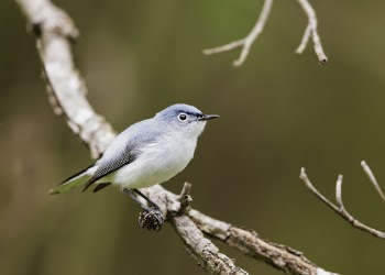 Blue-gray gnatcatcher bird. Free public | Free Photo - rawpixel
