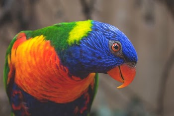 blue, green, and orange bird