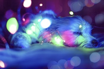 Blue , Green and Pink Light Bokeh