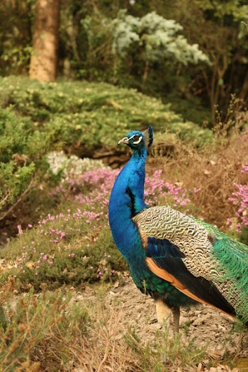 Blue Green and White Peacock