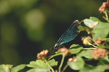 Blue Insect on Green Leaf