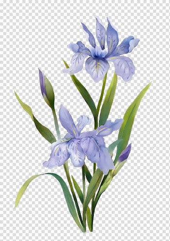 Blue irises painting, Watercolor: Flowers Watercolor painting, Watercolor plants transparent background PNG clipart