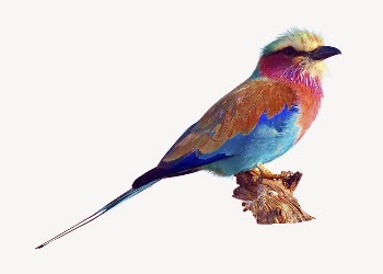 Blue jay bird collage element, | Free PSD - rawpixel