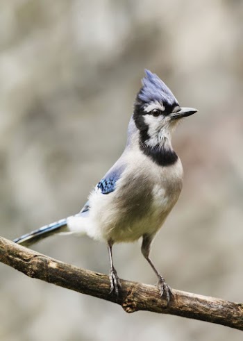 Blue jay bird. Free public | Free Photo - rawpixel