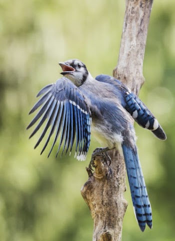 Blue jay bird. Free public | Free Photo - rawpixel