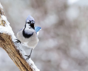 Blue jay bird. Free public | Free Photo - rawpixel