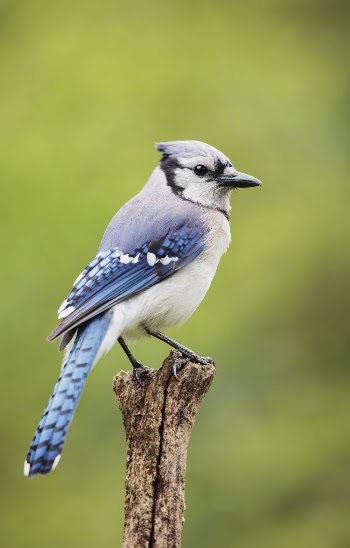Blue jay bird. Free public | Free Photo - rawpixel