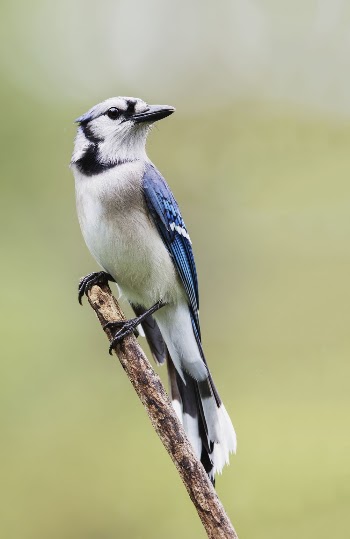 Blue jay bird. Free public | Free Photo - rawpixel