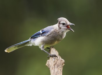 Blue jay bird. Free public | Free Photo - rawpixel