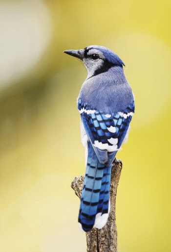 Blue jay bird. Free public | Free Photo - rawpixel