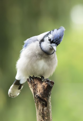 Blue jay bird. Free public | Free Photo - rawpixel