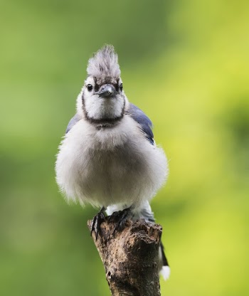 Blue jay bird. Free public | Free Photo - rawpixel