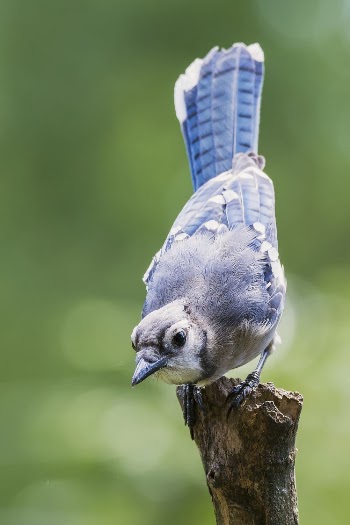Blue jay bird. Free public | Free Photo - rawpixel