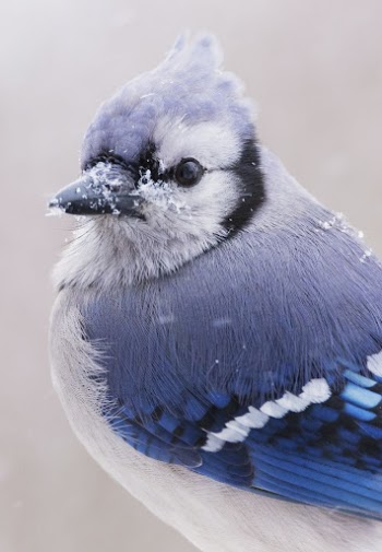 Blue jay bird. Free public | Free Photo - rawpixel